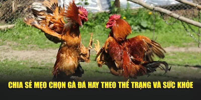 Chia sẻ mẹo chọn gà đá hay theo thể trạng và sức khỏe