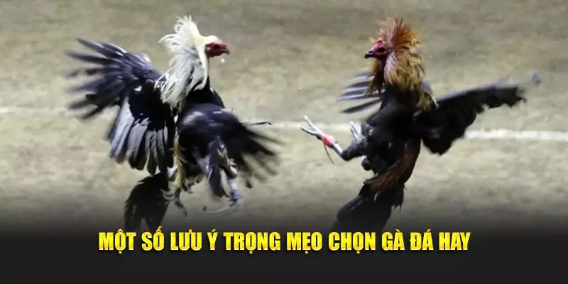 Một số lưu ý trọng mẹo chọn gà đá hay