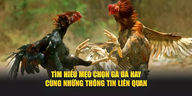 Tìm hiểu mẹo chọn gà đá hay cùng những thông tin liên quan